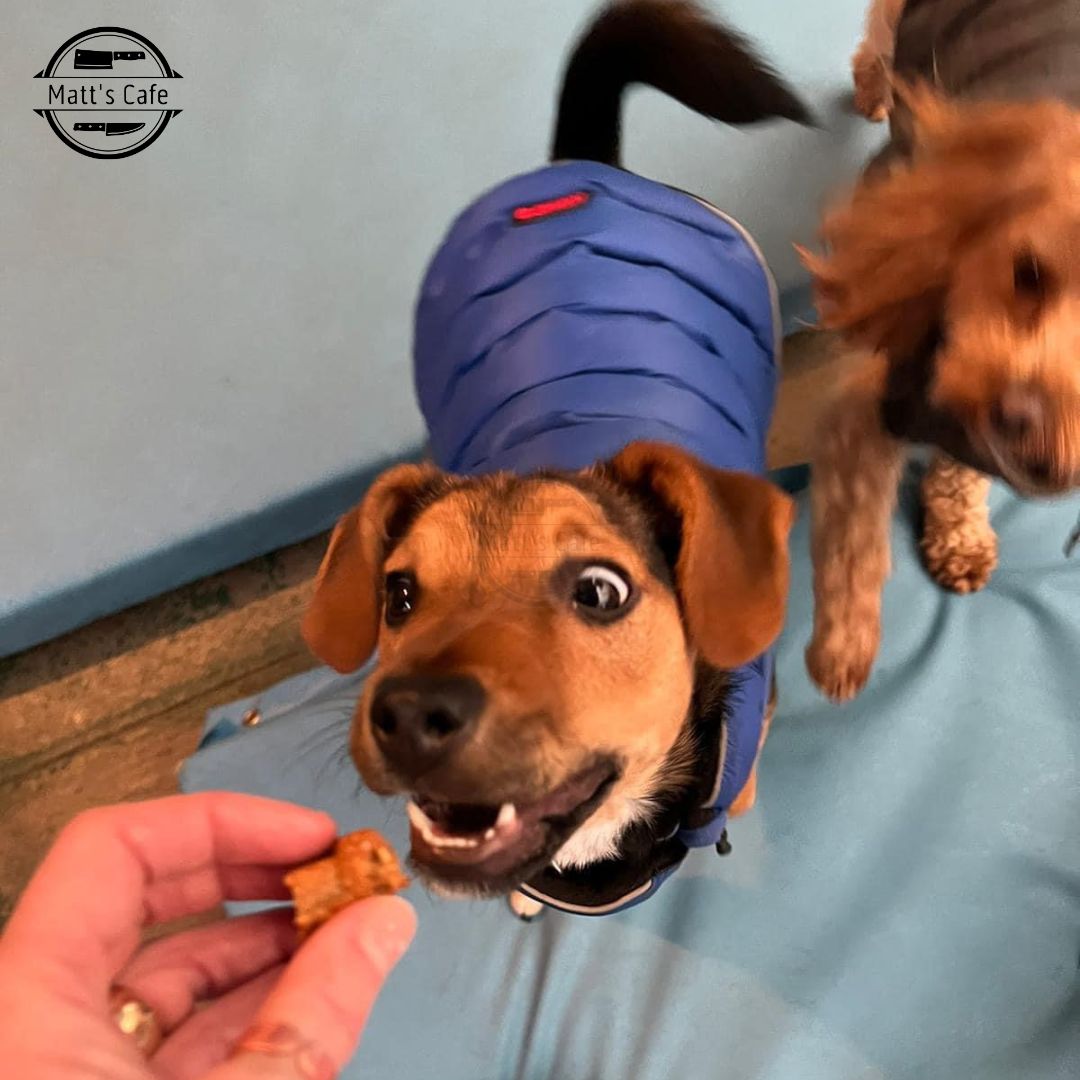 Max eating peanut butter dog treats